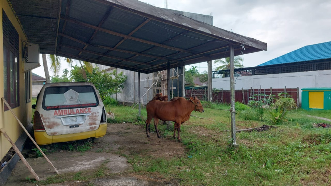 Hari Raya Qurban 1445 H/2024, DPD Golkar Inhil Sembelih 2 Ekor Sapi