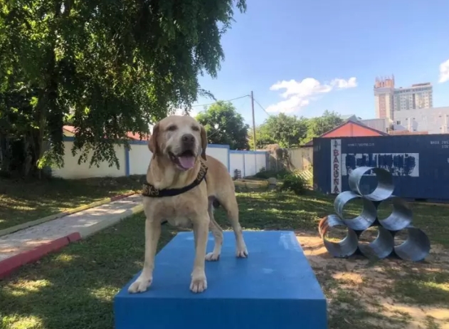 Inilah Andro, Anjing Pelacak Bea Cukai Batam yang Gagalkan Penyeludupan 17 Kg Sabu dan Happy Five