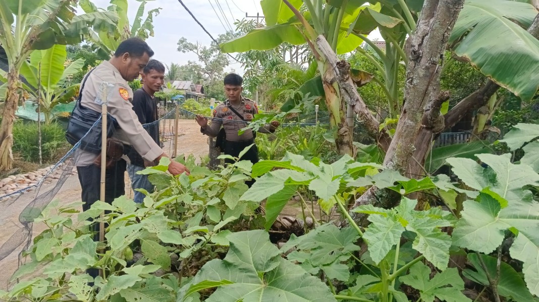 Polsek Enok Gaspol Kawal Pekarangan Produktif, Terong dan Serai di Lorong Baru Jadi Amunisi Pangan
