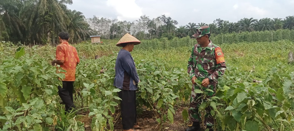 Wujudkan Ketahanan Pangan, Babinsa Koramil 09/Kemuning Lakukan Pendampingan Tani Terhadap Hasil Panen