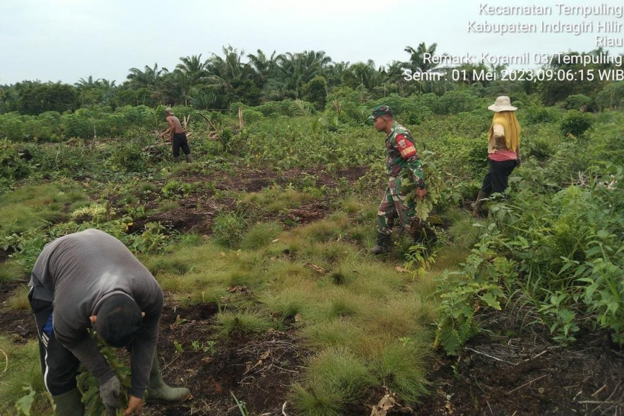 Babinsa 03/Tpl Bantu Warga Petani Lakukan Perawatan Tanaman Cabe