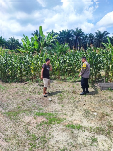Bhabinkamtibmas Kampung Berumbung Baru Melaksanakan Kegiatan Pemantauan Perkembangan Tanaman Jagung Milik Warga Binaannya