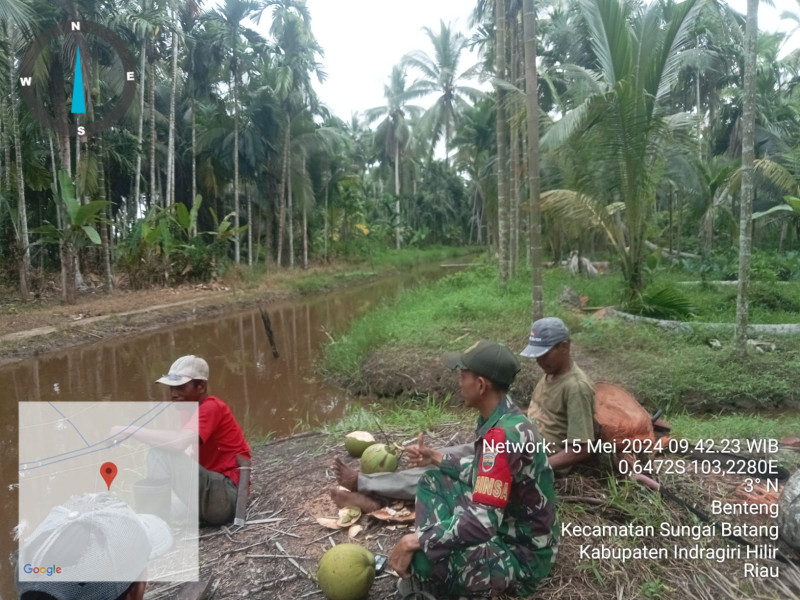 Babinsa Praka Wira Darma Giat Komsos Guna Tingkatkan Tanaman Kelapa di Binaan