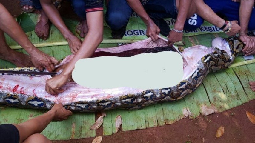 Kronologi Lengkap Wanita Paruh Baya Dimakan Piton Utuh, Foto-fotonya Bikin Merinding
