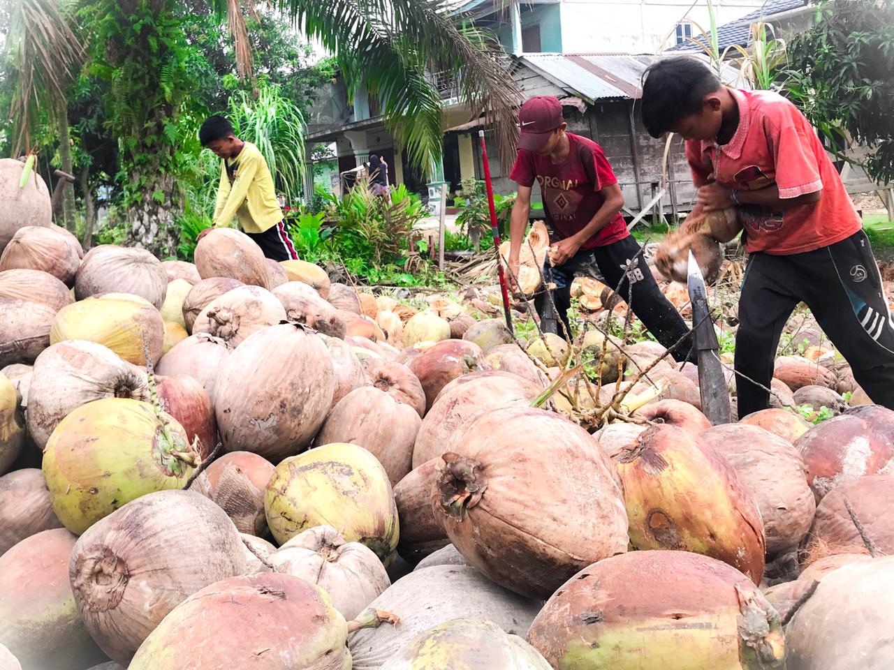 Petani Mulai Menjerit, Harga Kelapa di Inhil Terus Mengalami Penurunan