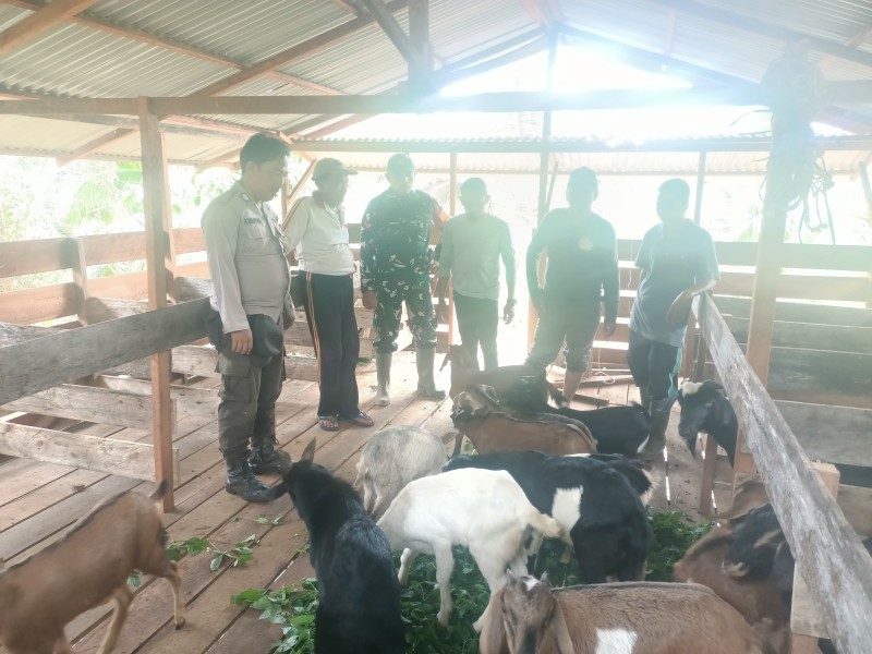 Polsek Enok Gerak Bersama Desa dan Babinsa, Pastikan Ternak Kambing Rantau Panjang Sehat
