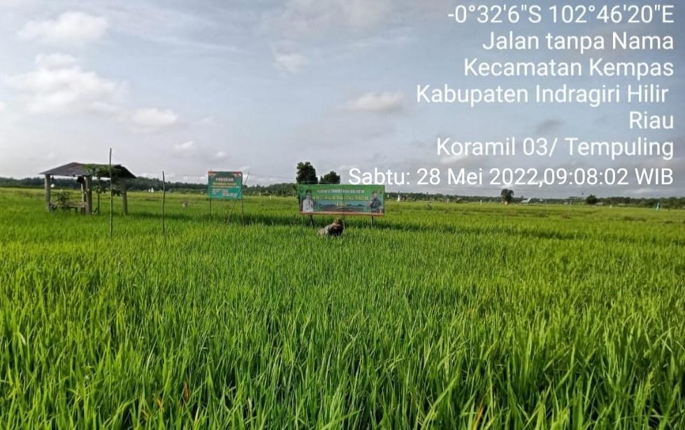 Pantau Perkembangan Padi, Babinsa Koramil 03/Tempuling Turun ke Sawah