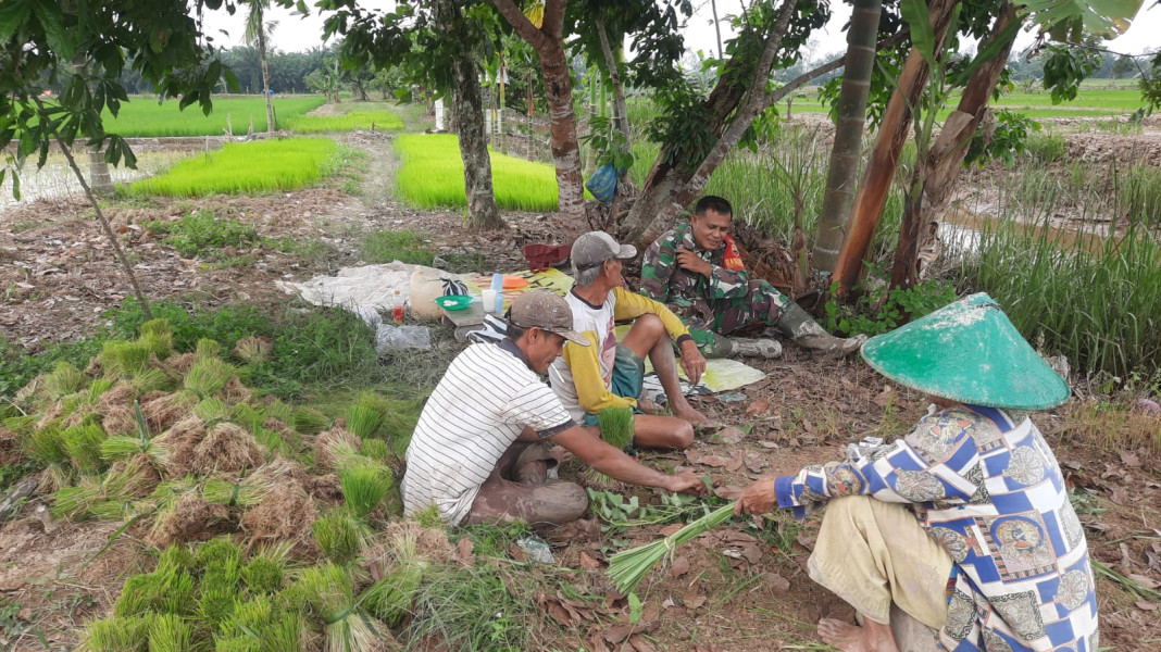 Di Tengah Sawah, Babinsa Koramil 03/Tpl Serma Damrianto Komsos Dengan Petani