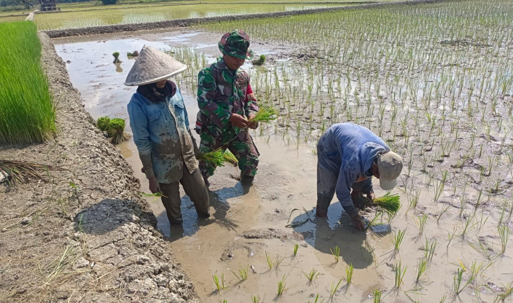 Bantu Petani Tanam Padi, Ini Cara Babinsa 03/Tpl Turut Meningkatkan Ketahanan Pangan