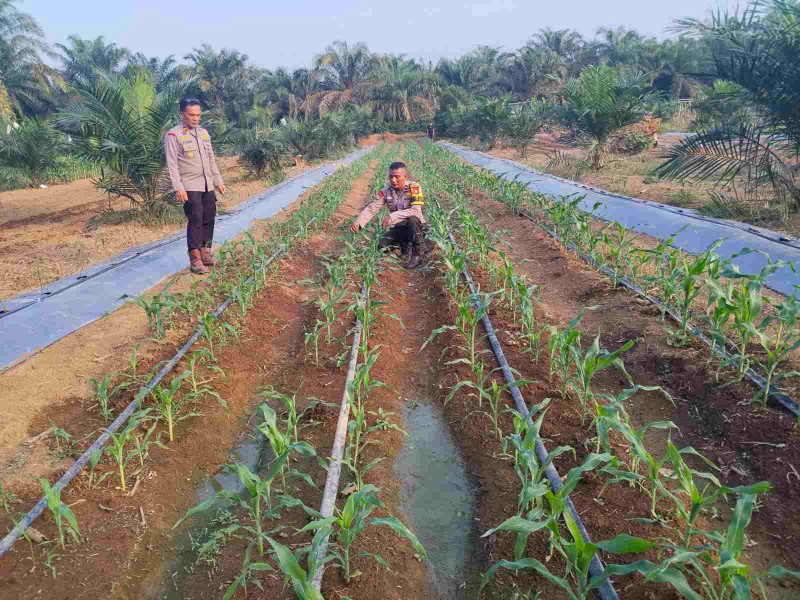 Sambangi Lahan Pertanian Desa Aur Cina, Kapolsek Batang Cenaku Dorong Produktivitas Petani