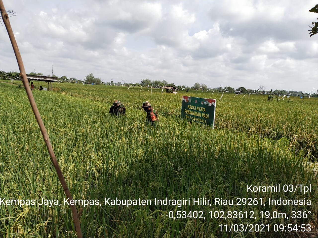 Babinsa 03/Tempuling Pantau Perkembangan Pertumbuhan Padi