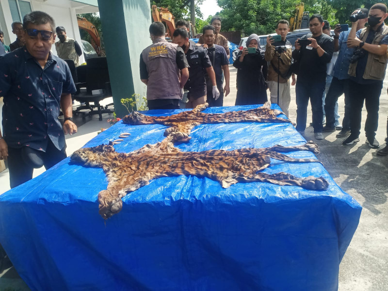 Amankan Dua Tersangka, Balai Gakkum KLHK Gagalkan Transaksi Perdagangan Kulit Harimau