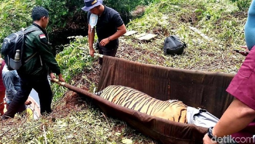 Kasihan, Harimau Sumatera Terjerat Kawat di Hutan Pelalawan Riau