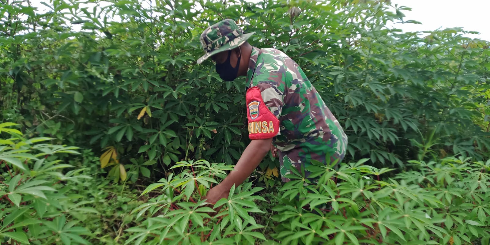 Giat Kegiatan Ketahanan Pangan Oleh Koramil 09/Kemuning di Daerah Binaan