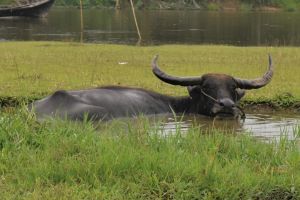 Ini Hasil Investigasi Tim Dinas PKH Riau Terkait Penyakit Ngorok di Rohul