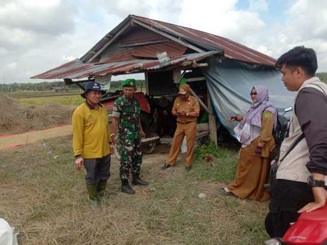 Danramil 03/Tpl Komsos Dengan Lurah Dan Poktan Bahas Hasil Panen Padi