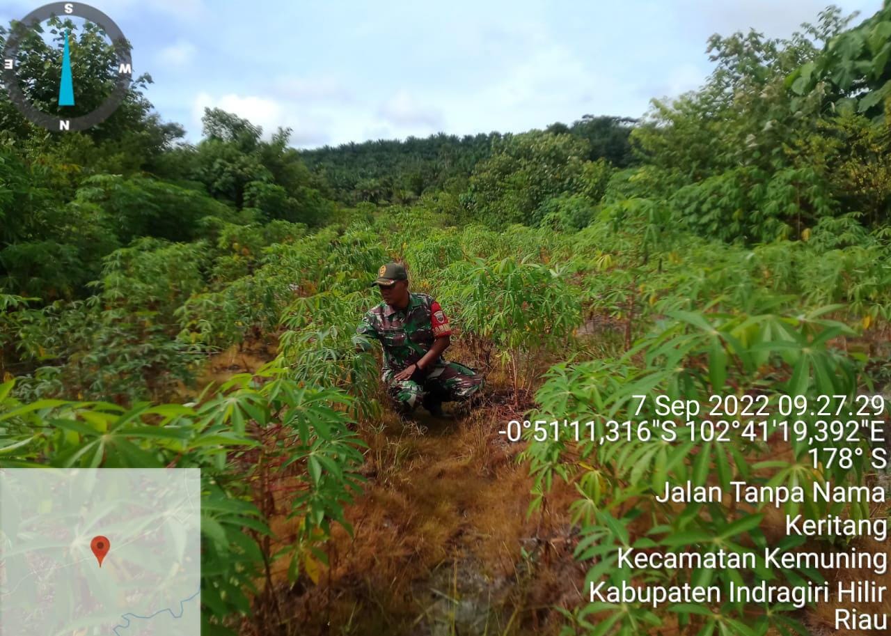 Babinsa Koramil 09/Kemuning Rutin Turun Ke Wilayah Dalam Ketahanan Pangan