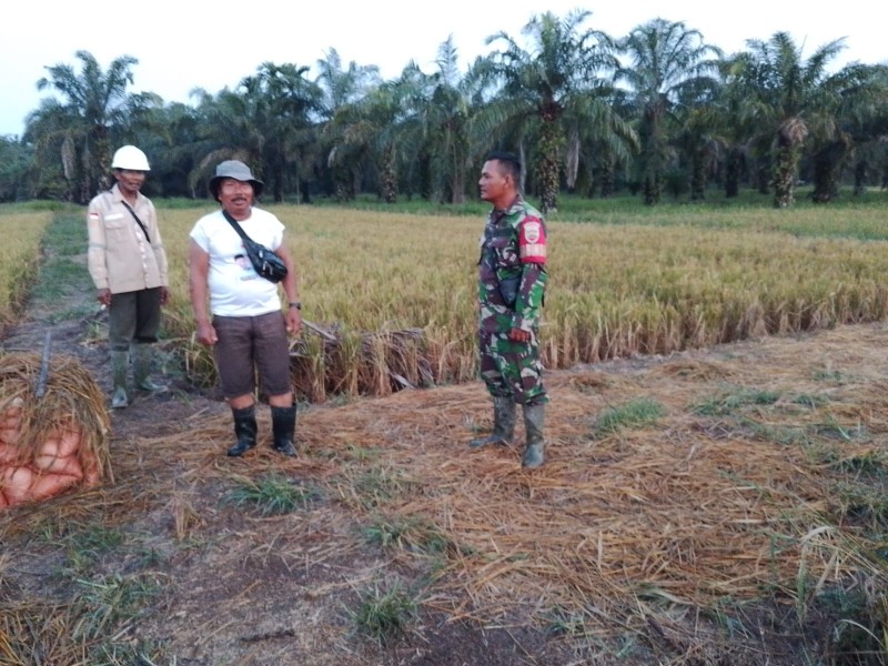 Babinsa Koramil 03/Tpl Sigap Jaga Wilayah dari Karhutla, 
