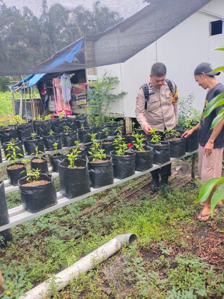 Polsek Keritang Kawal Cabai Keriting Polibek Rusli di Nusantara Jaya Wujudkan Kemandirian Pangan