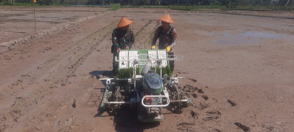 Danramil 03/Tempuling, Letda Arm Muchazzar, Turun Langsung Tanam Padi Dengan Mesin Kontraktor