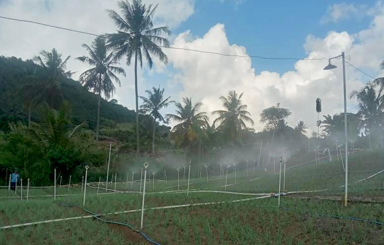 Program Electrifying Agriculture PLN Mampu Tekan Biaya Operasional Petani Bawang di Enrekang Sulsel Hingga 75 Persen