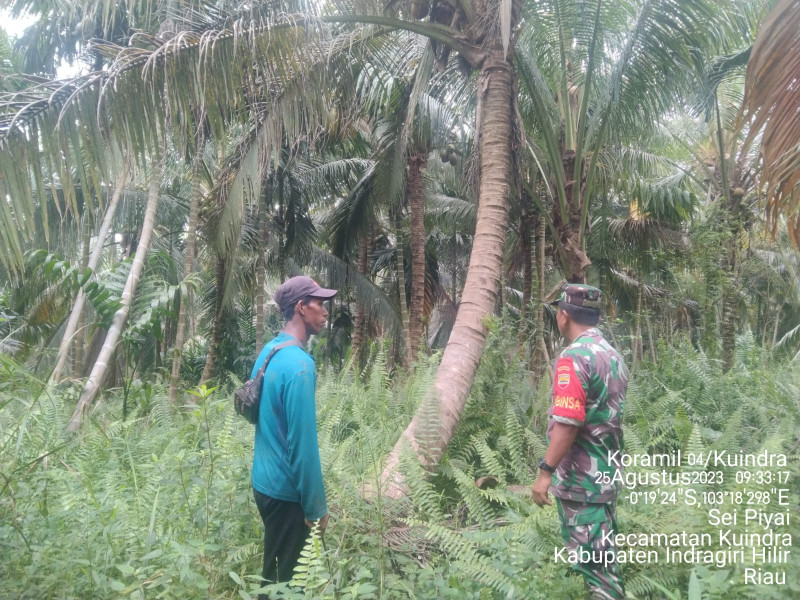Dengan Semangat Tinggi, Babinsa Koramil 04/Kuindra Tetap Turun Ke Wilayah Untuk Melihat Perkembangan Karhutla