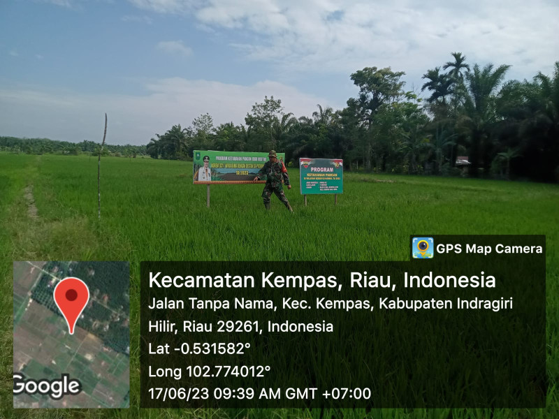 Rutinitas Babinsa 03/Tpl Lakukan Pemantauan dan Perawatan Padi