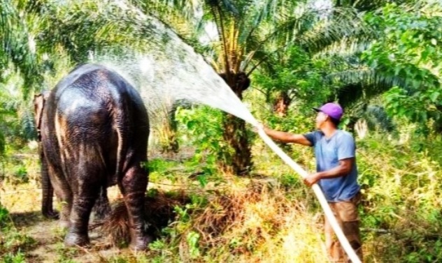 Gajah yang Berusia Setengah Abad di Riau Ini Dievakuasi