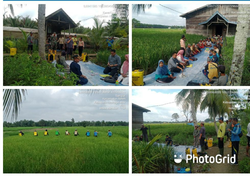 Babinsa Serda Johansah Lakukan Penyemprotan Hama Wereng Coklat di Poktan