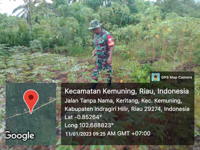 Koramil 09/Kemuning Sering Lakukan Ketahanan Pangan Gulma