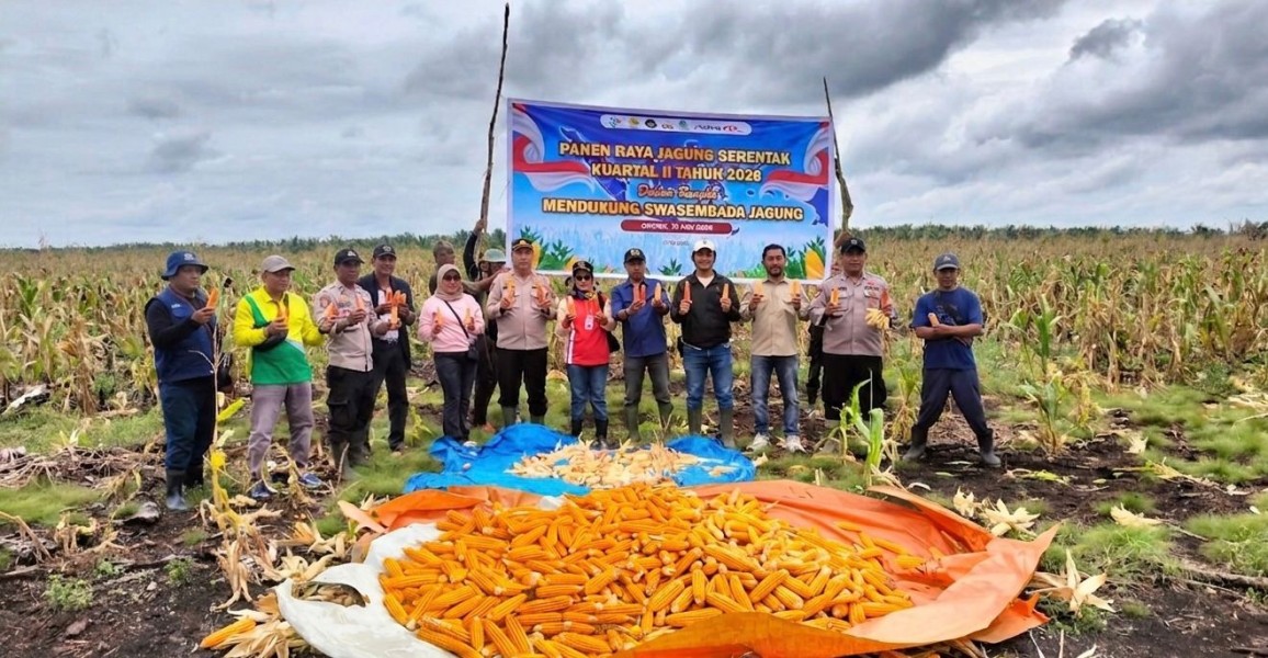 Polsek, Petani, Dan Camat Gaung Panen Bersama: Target Swasembada Jagung Terus Dikejar