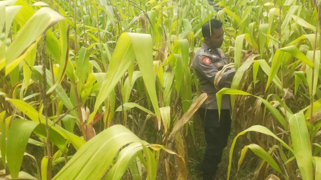 Polsek Koto Gasib melakukan Pengecekan Jagung pipil yang siap di Panen