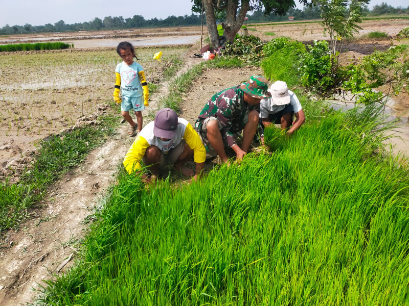 Meski Puasa, Babinsa 03/Tpl Tetap Turun Ke Sawah Bantu Petani Cabut Padi