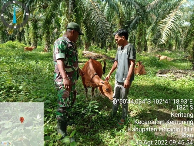 Sosialisasi Vaksinasi Sapi Oleh Babinsa Koramil 09/Kemuning