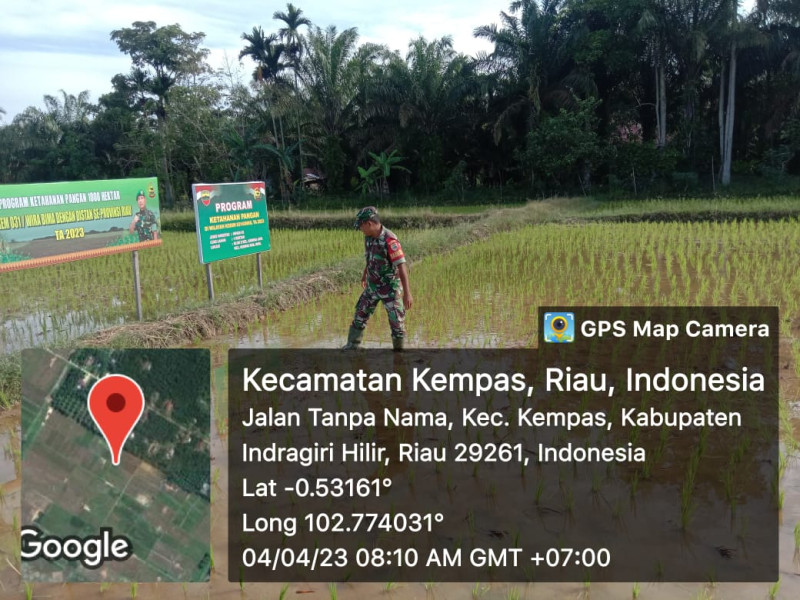 Babinsa Ramil 03/Tpl Rutin Pantau Kondisi Tanaman Padi