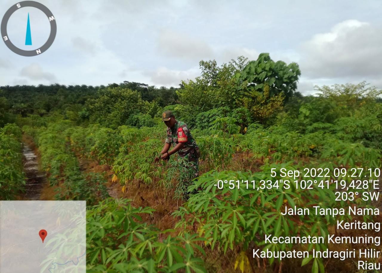 Babinsa Koramil 09/Kemuning Giat Lakukan Ketahanan Pangan Guna Perkembangan Gulma