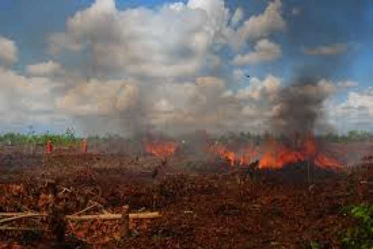 Sebelum Mei, Riau Akan Tetapkan Siaga Darurat Karhutla