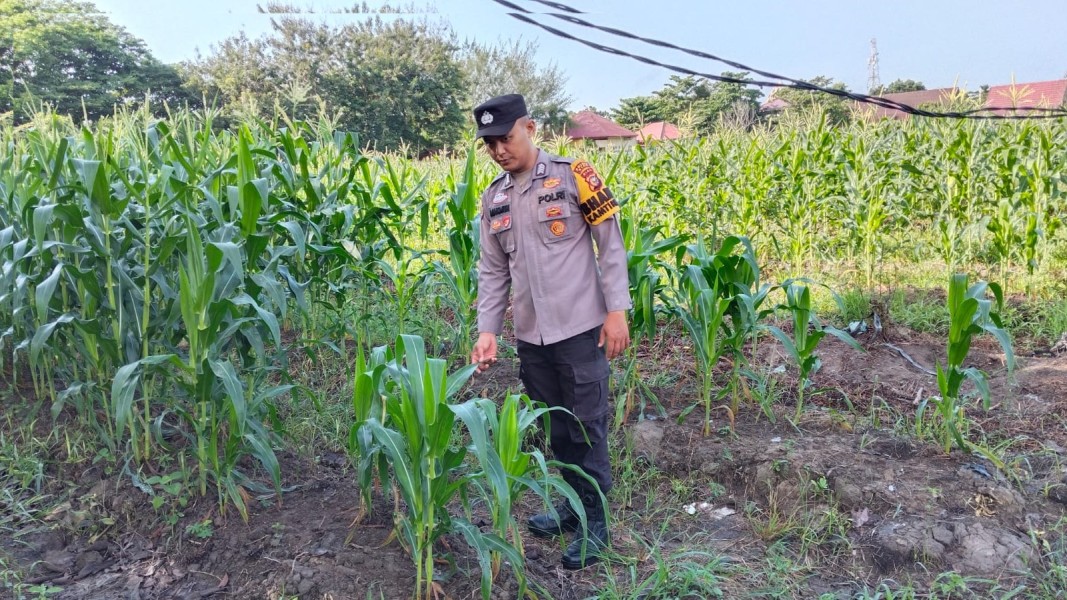 Dukung Ketahanan Pangan, Bhabinkamtibmas Polsek Siak Monitoring Perkembangan Tanaman Jagung Warga Binaan