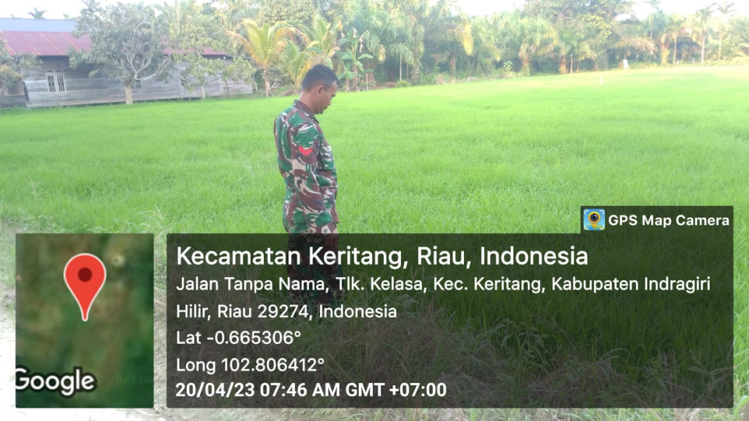 Giat Pembibitan Padi Bersama Koramil 09/Kemuning