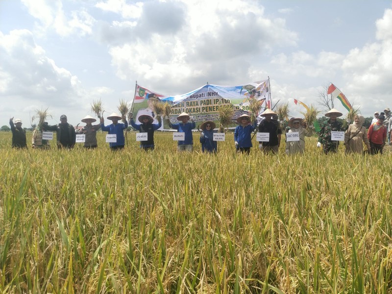 WAKILI DANRAMIL, BABINSA SERMA DAMRIANTO HADIRI PANEN RAYA PADI IP 100 POKTAN INGIN MAKMUR