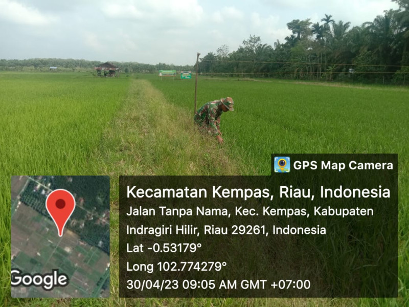 Babinsa Koramil 03/Tpl Bersama Petani Bersihkan Gulma