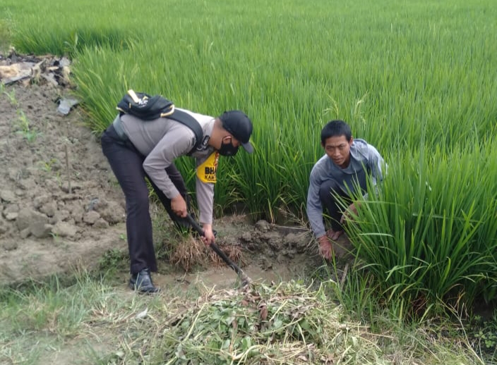 Polisi di Rimba Melintang ini Ikut Bersihkan Rumput di Pematang Sawah