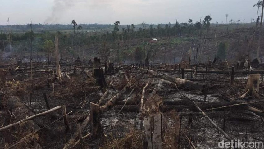 Sudah 3 Hari Taman Nasional Tesso Nilo Riau Terbakar, Api Belum Padam