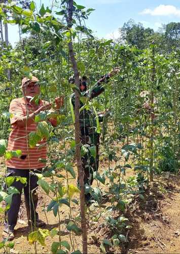 Babinsa Sertu Rico Maihartanto Bantu Warga Sedang Panen Sayuran Untuk Tingkatkan Kesejahteraan Petani