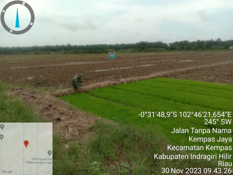 Pantau Bibit Padi Siap Tanam, Babinsa 03/Tpl Turun Kesawah Sambangi Petani