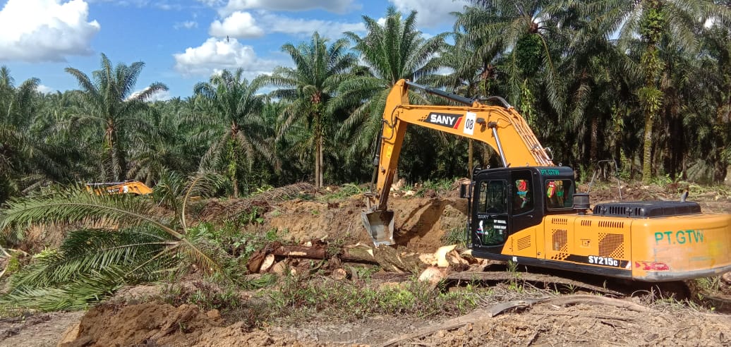 Peremajaan Sawit Rakyat di KUD Sari Jaya Desa Pasir Emas Kuansing Mulai Dikerjakan