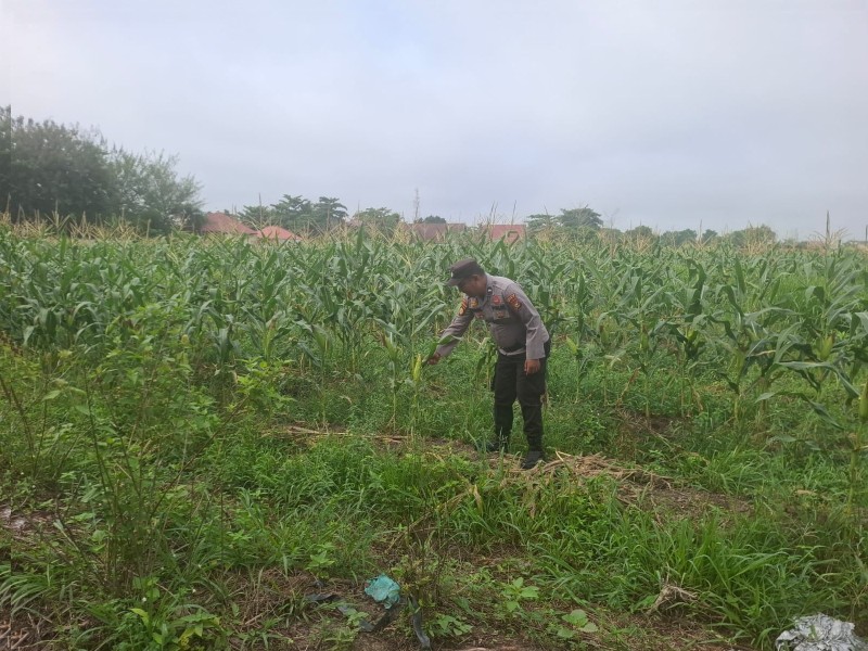 Giat Ketahanan Pangan, PANIT II Samapta Polsek Siak Monitoring Tanaman Jagung Milik Warga