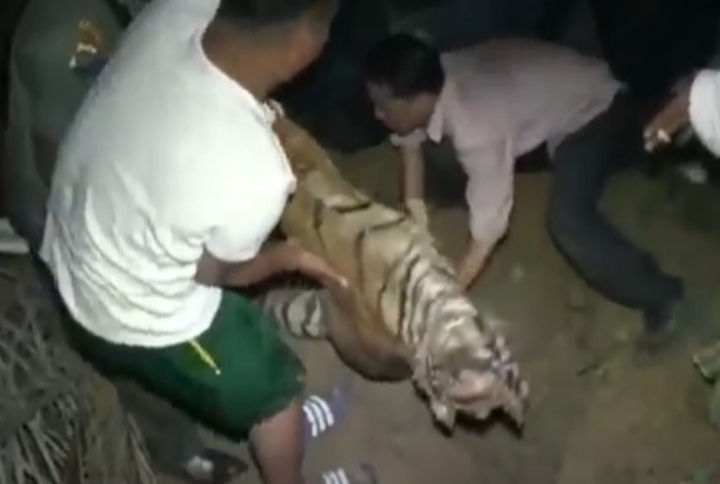 Mengerikan, Harimau Sumatera Ditemukan Mati Setelah Cabik-cabik dan Telan Seekor Kambing