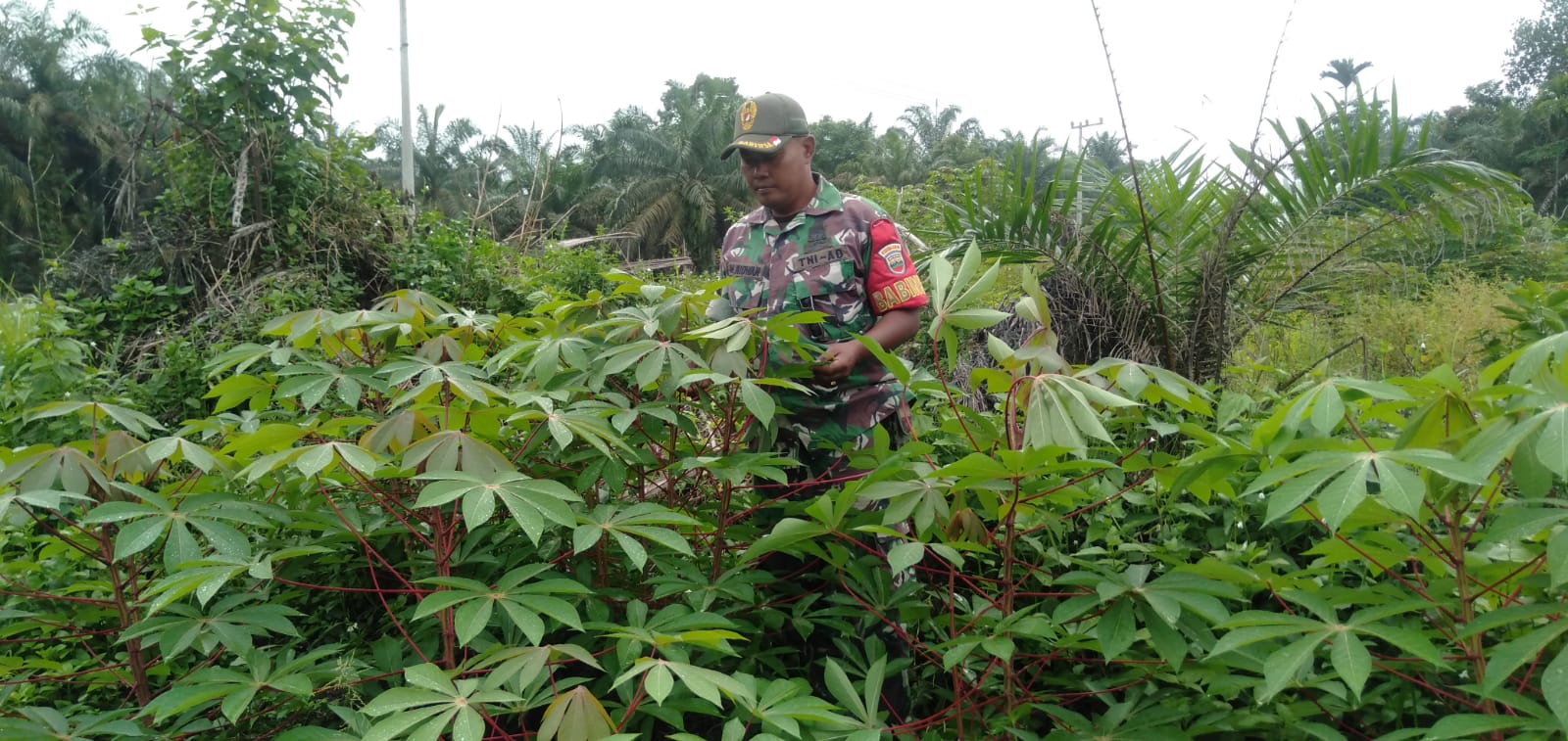 Giat Lakukan Pembersihan Gulma Oleh Babinsa Koramil 09/Kemuning