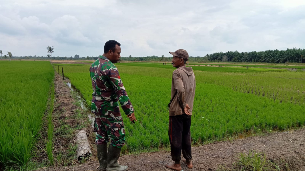 Babinsa Koramil 07/Reteh Giat Lakukan Peninjauan Padi di Sawah